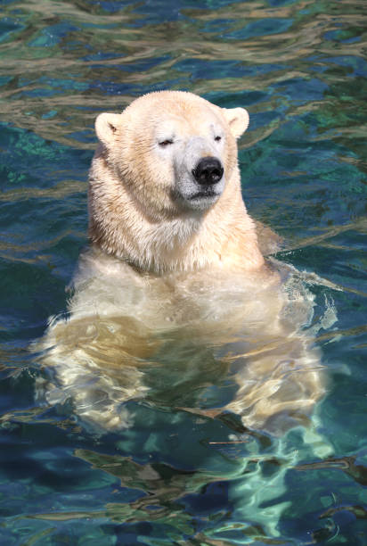 Polar Bear swimming in the Water\tat Local Zoo in Hanover, Germany