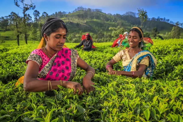 Photo of Tamil women plucking tea leaves on plantation, Ceylon