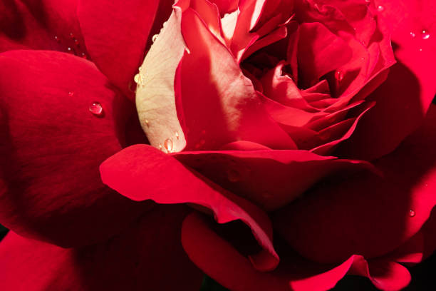 istock a blooming red rose with green leaves 1620507928