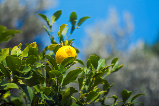 A lemon fruit on a lemon tree.