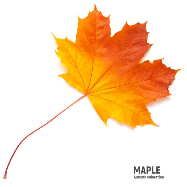foglia d'acero autunnale su sfondo bianco, colori diversi - maple leaf close up symbol autumn foto e immagini stock