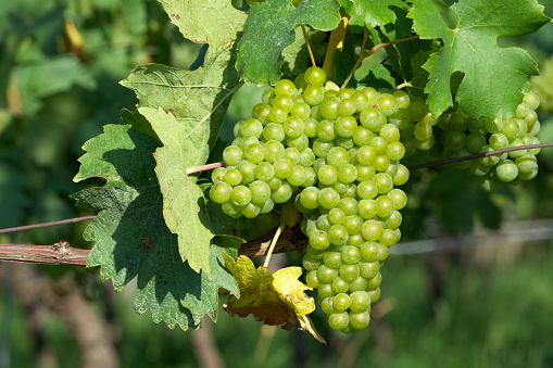 a bunch of ripening grapes with green leaves on a vineyard background