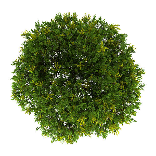 istock top view of goldenrain tree isolated on white background 162053415