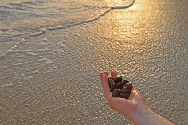 istock Brown pebbles in the woman's hand on the beach. 1620534438