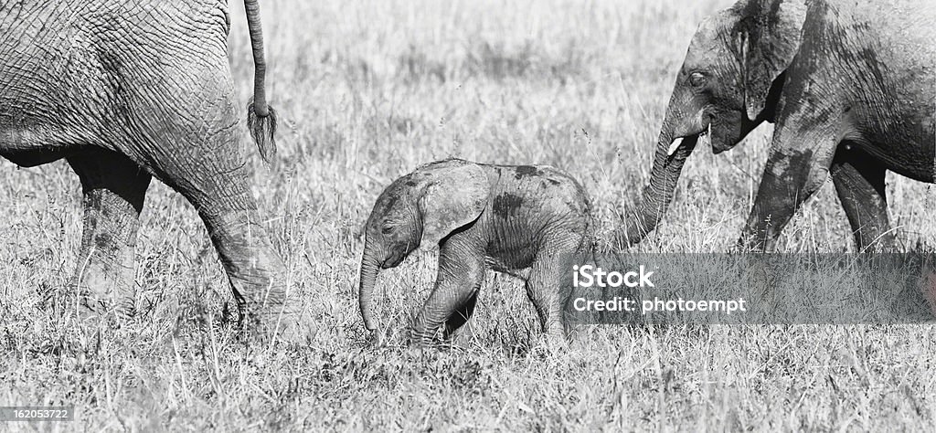 Erwachsenen Elefanten und baby -Maasai Mara, Kenya Safari - Lizenzfrei Afrika Stock-Foto