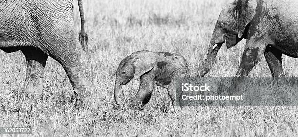 Adult Elephants And Baby Kenya Safari Maasai Mara Stock Photo - Download Image Now