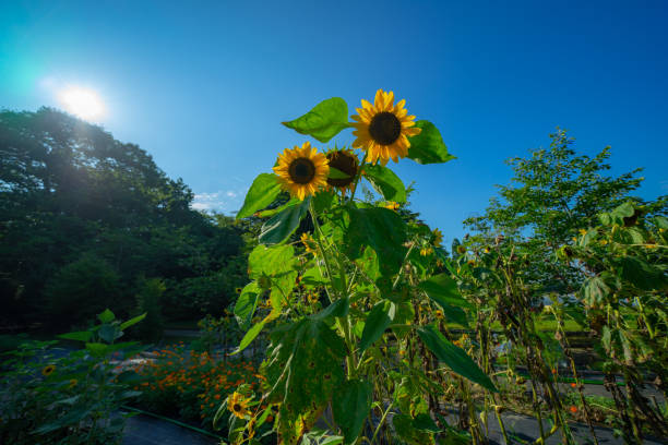 istock Sun flower blooming at Matsushima 1620537472
