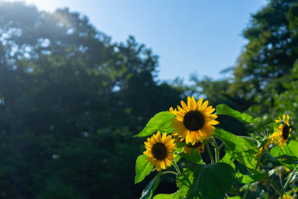 istock Sun flower blooming at Matsushima 1620537633