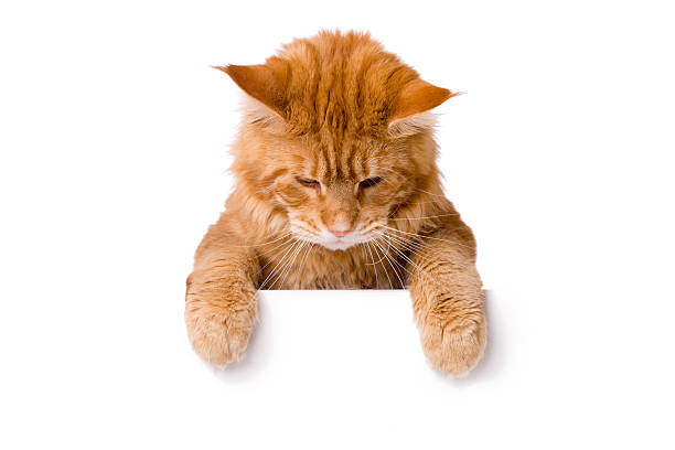 istock Cat above white banner, maine coon 162053790