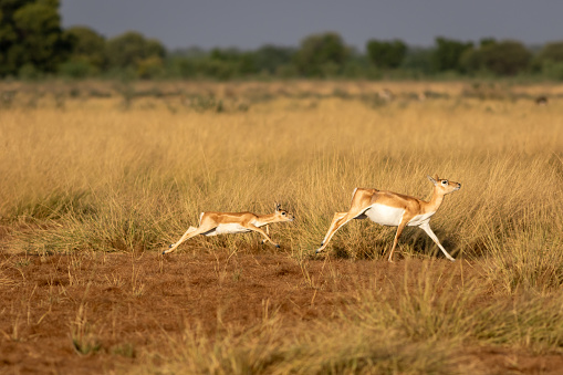 wild female blackbuck or antilope cervicapra or Indian antelope with her baby or fawn running in grassland of velavadar national park gujrat india asia