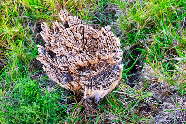 Cut tree stump on grass
