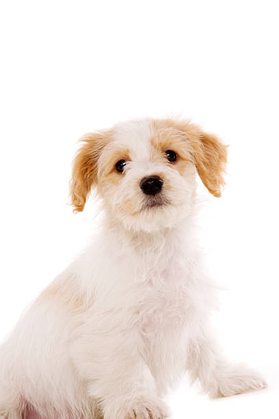 istock Puppy sat isolated on a white background 162054966