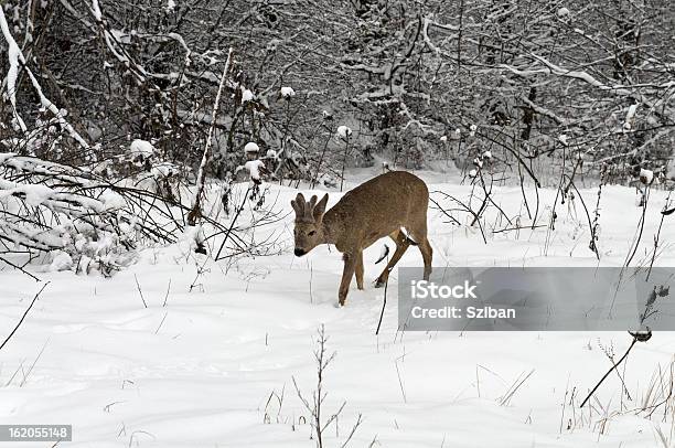 Roebuck Im Winter Stockfoto und mehr Bilder von Einzelnes Tier - Einzelnes Tier, Fotografie, Fotografische Themen