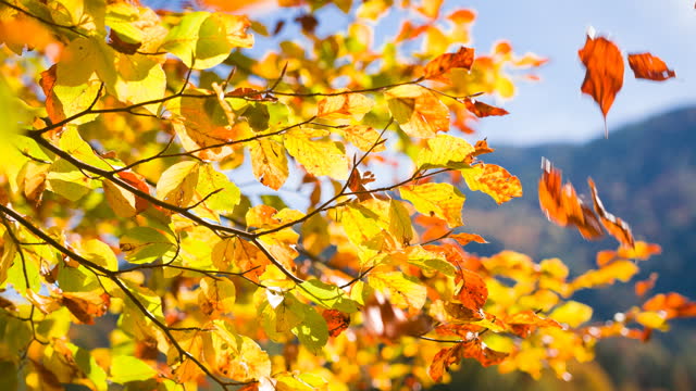 Close-up of tree branch and colorful leaves in autumn