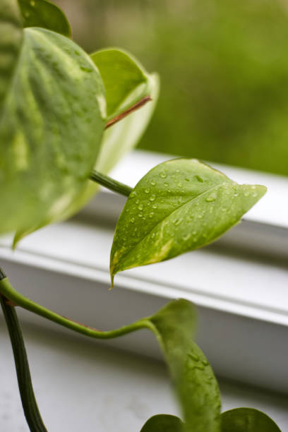 istock Epipremnum  plant leaves with rain drops close up 1620563575
