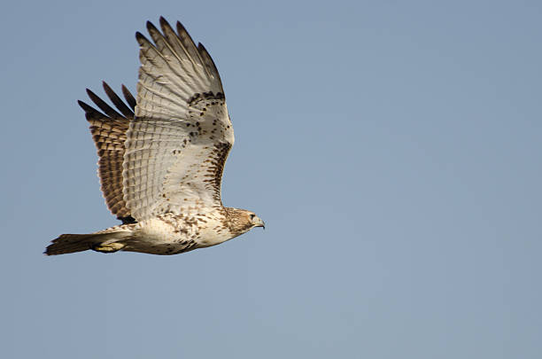 istock Immature Red-Tailed Hawk Flying in Blue Sky 162056454
