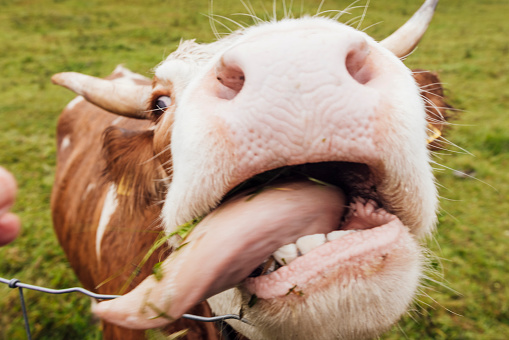 A Hinterwald cow standing in a field in Garmisch-Partenkirchen, Germany. It has its tongue sticking out, trying to lick the camera curiously.