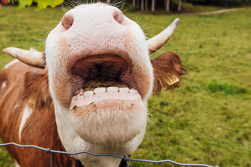 A Hinterwald cow standing in a field in Garmisch-Partenkirchen, Germany. It has its mouth open towards the camera and you can see into it.