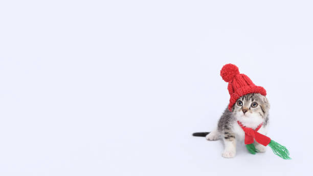 istock Perfect for Christmas projects and festive vibes. 1620578979
