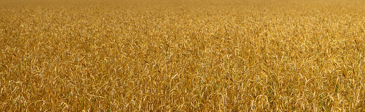 Golden wheat field, natural backgrounds, panoramic view