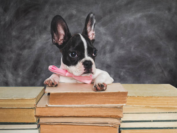 칠판 배경에 귀여운 강아지와 오래된 책 - ear exam 뉴스 사진 이미지