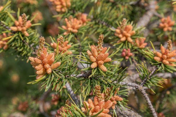 istock A close up of Jack pine (pinus banksiana) in spring. 1620607394