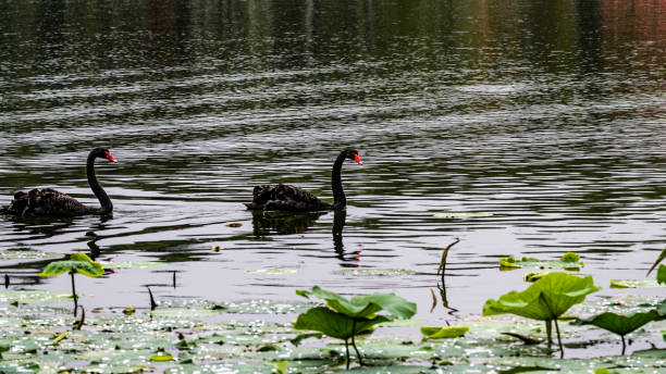istock Lotus and black swan 1620610689