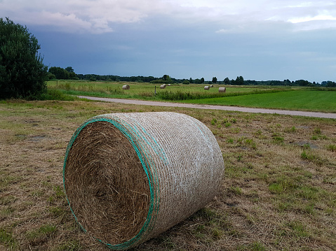 Haystacks of rye straw,Hay bail harvesting in golden field landscape.