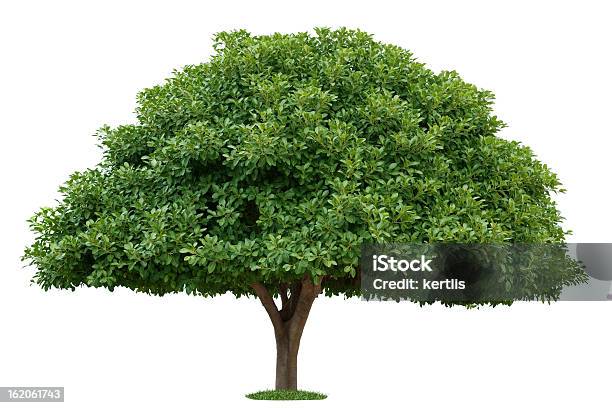 Árvore Verde Sobre Fundo Branco - Fotografias de stock e mais imagens de Ao Ar Livre - Ao Ar Livre, Branco, Choupo