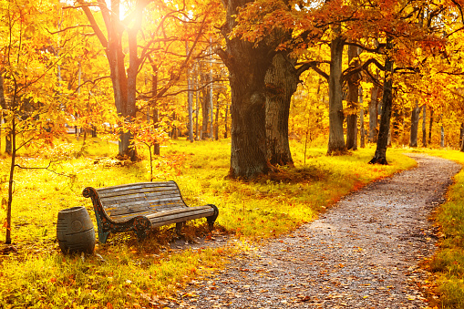 Old wooden bench in the autumn park under colorful autumn trees with golden leaves. Landscape with lindens and bench on a foreground on a sunny day.