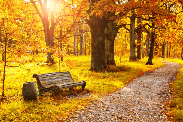 Old wooden bench in the autumn park under colorful autumn trees with golden leaves. stock photo