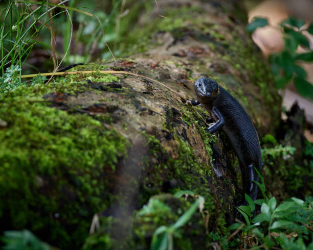 Black lizard on a tree Black lizard on a tree wallis and futuna islands stock pictures, royalty-free photos & images