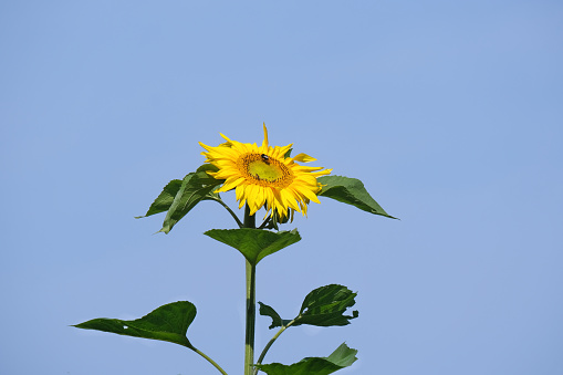 Solar energy, climate and nature concept: Large beautiful sunflower isolated in close-up with a bee and insects against a bright blue sky, plenty of copy space