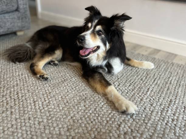 istock Border Collie on rug portrait 1620631837