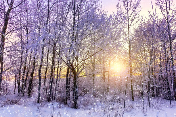 istock Beautiful winter landscape with forest, trees covered snow, snowflakes and sunset. 1620645501