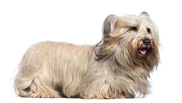 istock Skye Terrier with wind in the face against white background 162065241