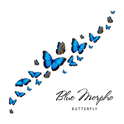 Fiying blue morpho butterflies. Vector illustration isolated on white background.