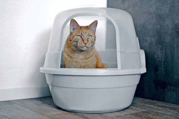 istock Cute ginger cat sitting in a closed litter box and looking away. Horizontal image with selective focus. 1620655066