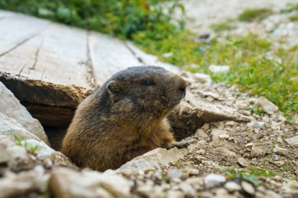 istock Marmot peeking out from its burrow 1620669056