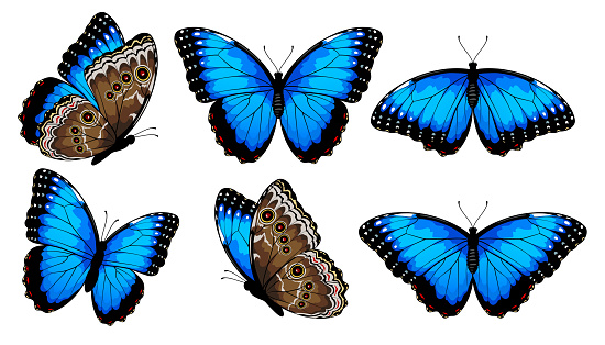 Blue morpho butterflies set. Vector illustration isolated on white background.