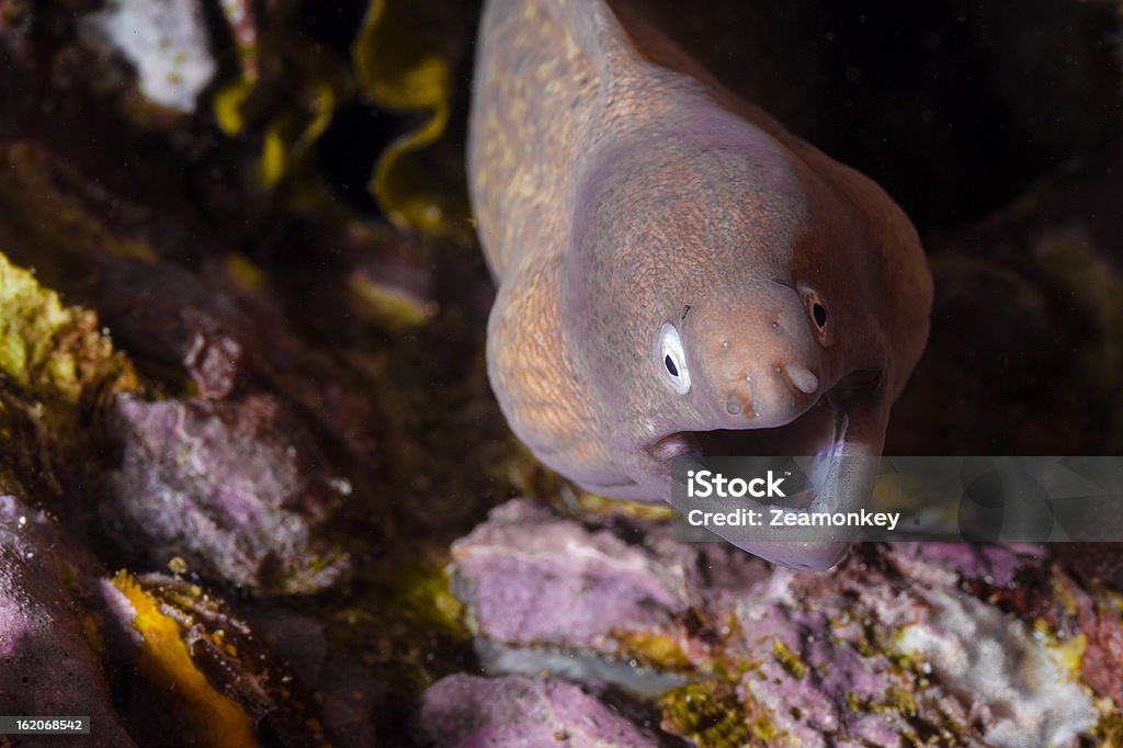 Moray eel w coral reef - Zbiór zdjęć royalty-free (Azja)