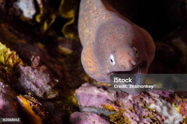 Moray Eel W Coral Reef - zdjęcia stockowe i więcej obrazów Azja - Azja, Czerwony, Dzikie zwierzęta