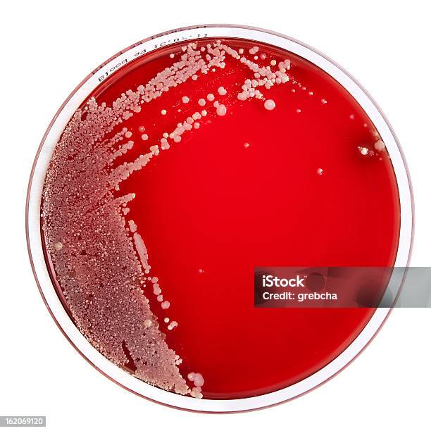 Photo libre de droit de Bactéries Colonies Sur Gélose Au Sang banque d'images et plus d'images libres de droit de Bactérie - Bactérie, Biologie, Carré - Composition