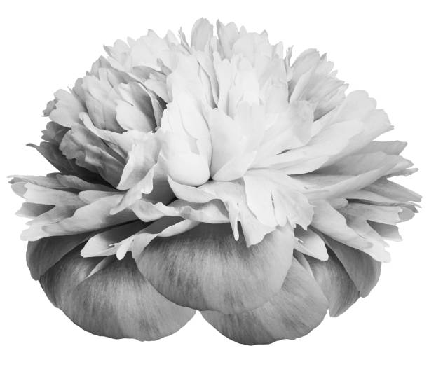 istock Peony   white-black flower  on white isolated background with clipping path. Closeup. For design. Nature. 1620702118