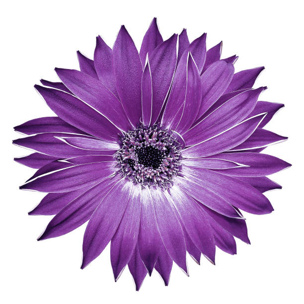 istock Violet  gerbera  flower  on white isolated background with clipping path. Closeup. For design. Nature. 1620705368