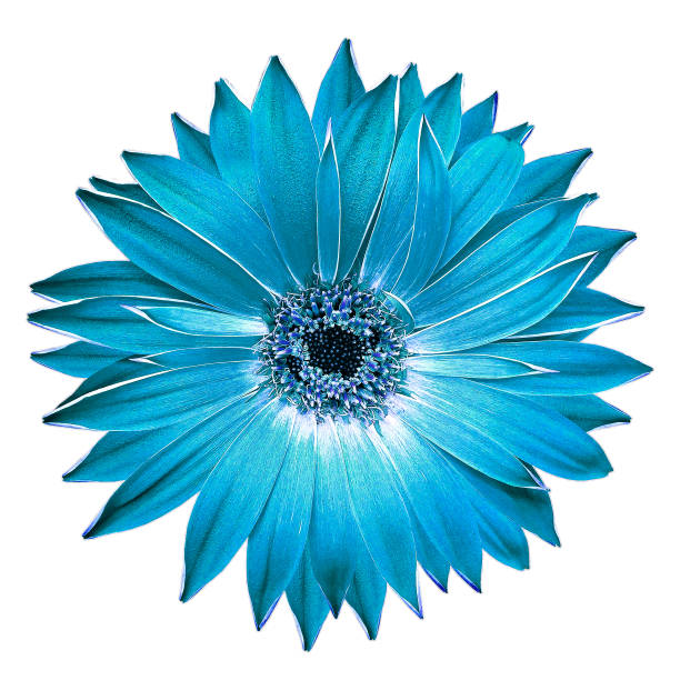 istock Turquoise  gerbera  flower  on black  isolated background with clipping path. Closeup. For design. Nature. 1620706953