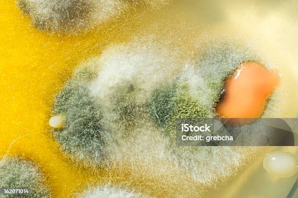 Colpo Di Macro Di Stampo - Fotografie stock e altre immagini di Agar - Agar, Biochimica, Biologia