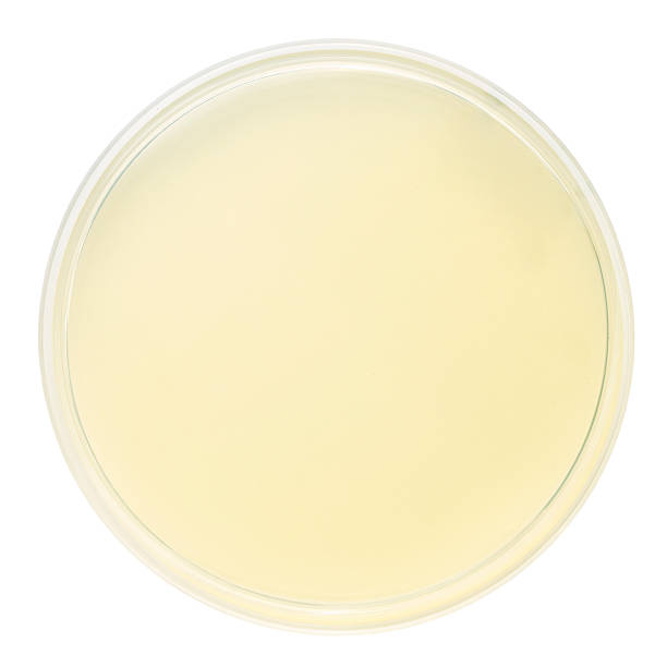 blank petri dish blank petri dish isolated on white mycology photos stock pictures, royalty-free photos & images