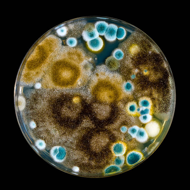 istock Petri dish with brown and blue mold 162071772