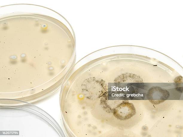 Płytki Petriego Na Białym - zdjęcia stockowe i więcej obrazów Badania - Badania, Bez ludzi, Biochemia